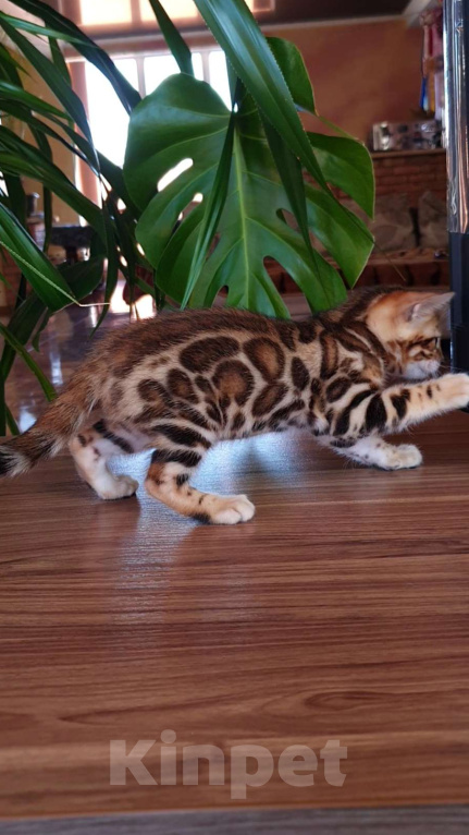 Кошки в Симферополе: Бенгальский мальчик Мальчик, 65 000 руб. - фото 2