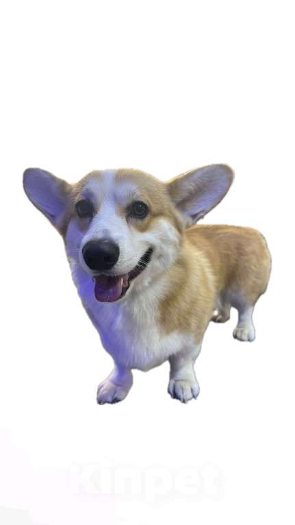 Собаки в Москве: Ищу для кобеля вязку Мальчик, Бесплатно - фото 3