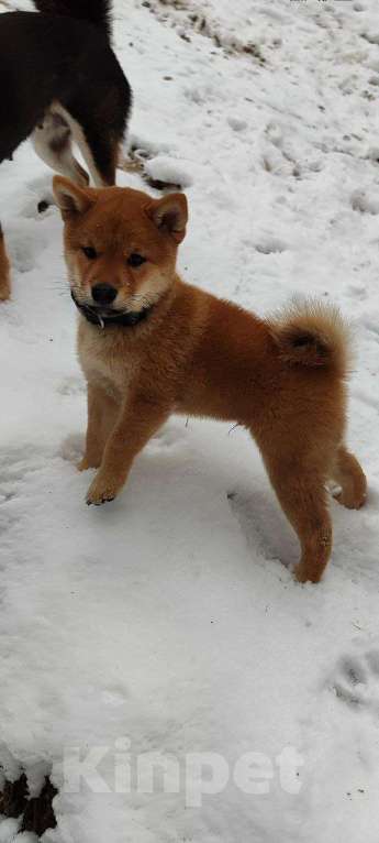 Собаки в Санкт-Петербурге: Сиба ину мальчик  Мальчик, Бесплатно - фото 2