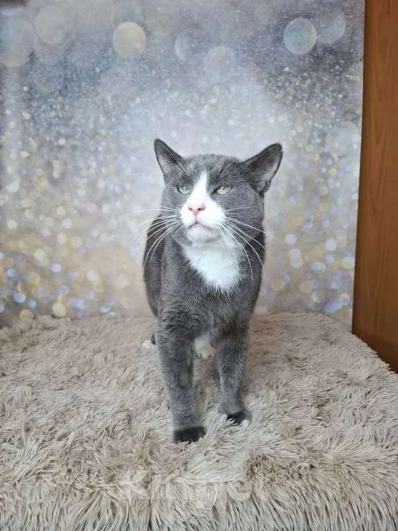 Кошки в Москве: Кот бело-голубого в добрые руки Мальчик, Бесплатно - фото 4