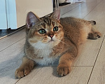 Кошки в Москве: Кот голубых кровей с изумрудами в глазах Мальчик, 55 000 руб. - фото 7