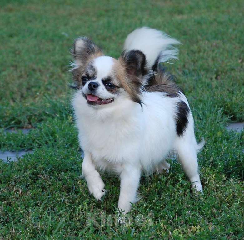 Собаки в Москве: Мальчик подросток Мальчик, 15 000 руб. - фото 2