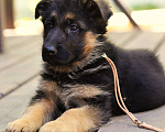Собаки в Подольске: щенки немецкой овчарки Девочка, Бесплатно - фото 2