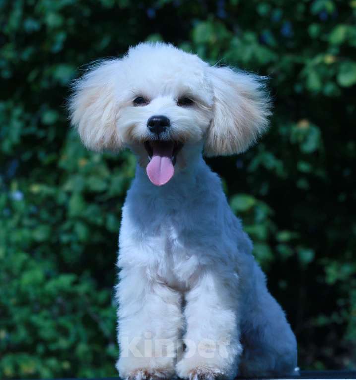 Собаки в Москве: мальтипу Ф1 щенки мини Мальчик, 60 000 руб. - фото 8