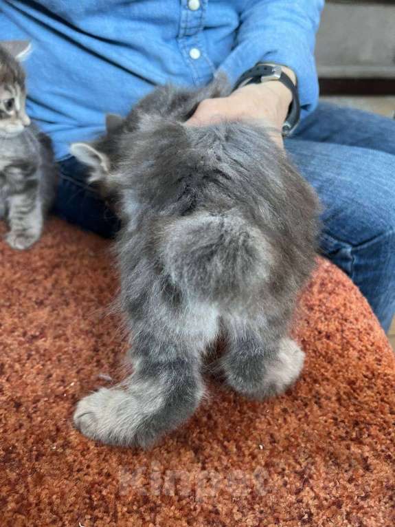 Кошки в других городах Московской области: котята курильского бобтейла Разнополые, Бесплатно - фото 3