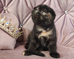 Кошки в Калуге: Шотландский вислоухий котенок Девочка, 49 000 руб. - фото 6