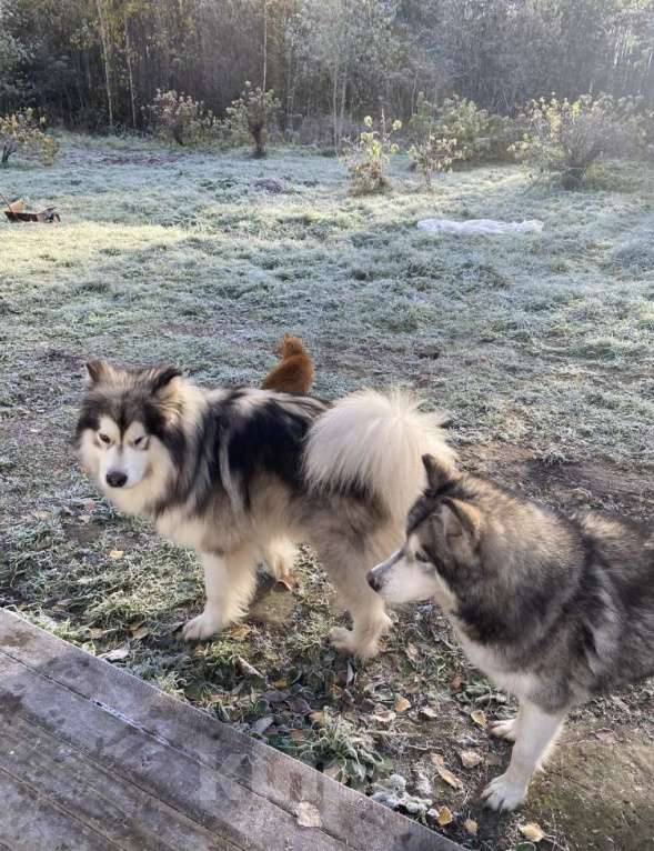Собаки в других городах Архангельской области: Щенки аляскинского маламута Мальчик, 10 000 руб. - фото 5