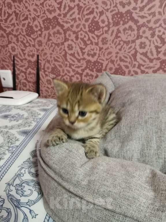 Кошки в Москве: Британец  Мальчик, 10 000 руб. - фото 2