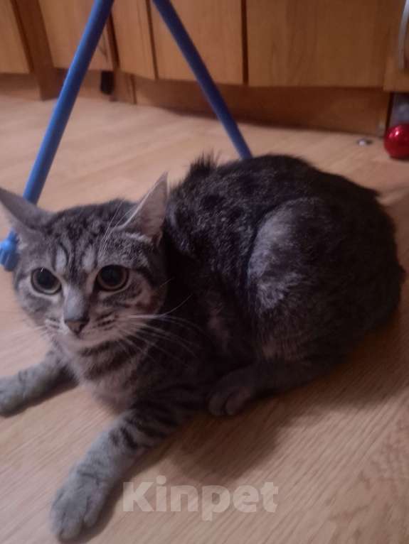 Кошки в Кирове: Объявление одаëм  две кошки и два катëнка в добрые руки Девочка, Бесплатно - фото 7