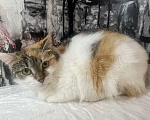 Кошки в Москве: Трехцветный котенок Бетти в добрые руки Девочка, 1 руб. - фото 4