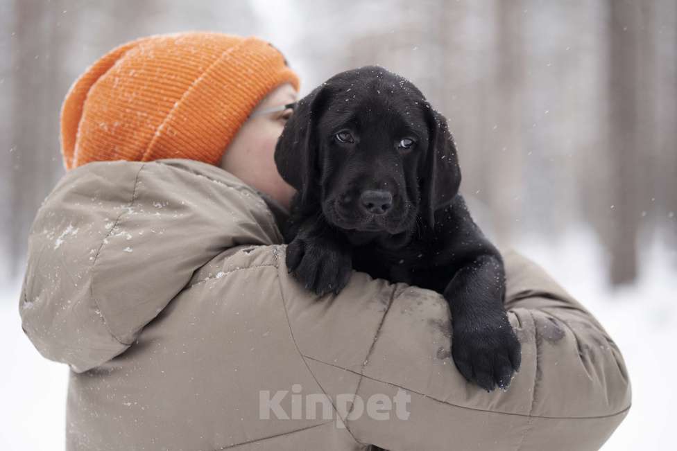 Собаки в Санкт-Петербурге: IRISLAV BINGO Мальчик, 160 000 руб. - фото 7