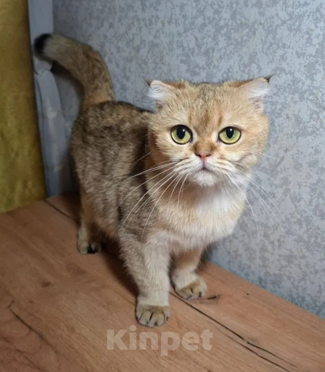Кошки в Тамбове: Шотландская вислоухая кошка Девочка, 3 000 руб. - фото 1