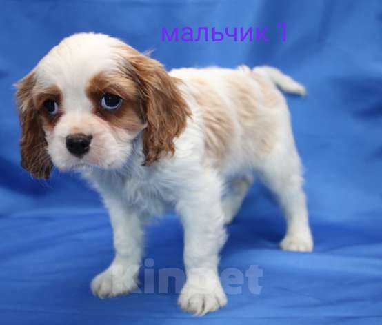 Собаки в Москве: Щенок кавалер кинг чарльз спаниель Мальчик, 40 000 руб. - фото 3