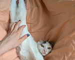 Кошки в Москве: Котенок девочка Девочка, Бесплатно - фото 2