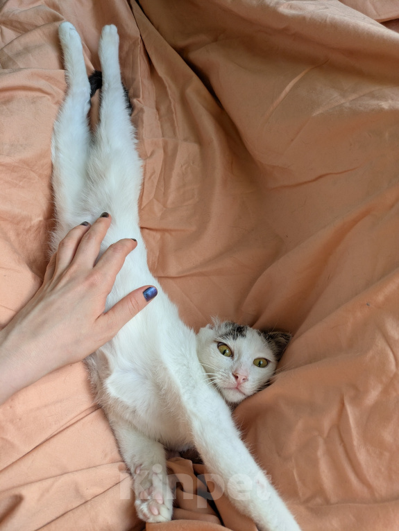Кошки в Москве: Котенок девочка Девочка, Бесплатно - фото 2