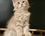 Кошки в Санкт-Петербурге: Мейн Кун котята Мальчик, 60 000 руб. - фото 4