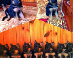 Собаки в Саранске: Щенки немцы, 10 000 руб. - фото 2