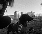 Собаки в Ярославле: Вязка таксы, 2 500 руб. - фото 3