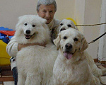Собаки в Златоусте: Вязка, 5 000 руб. - фото 4