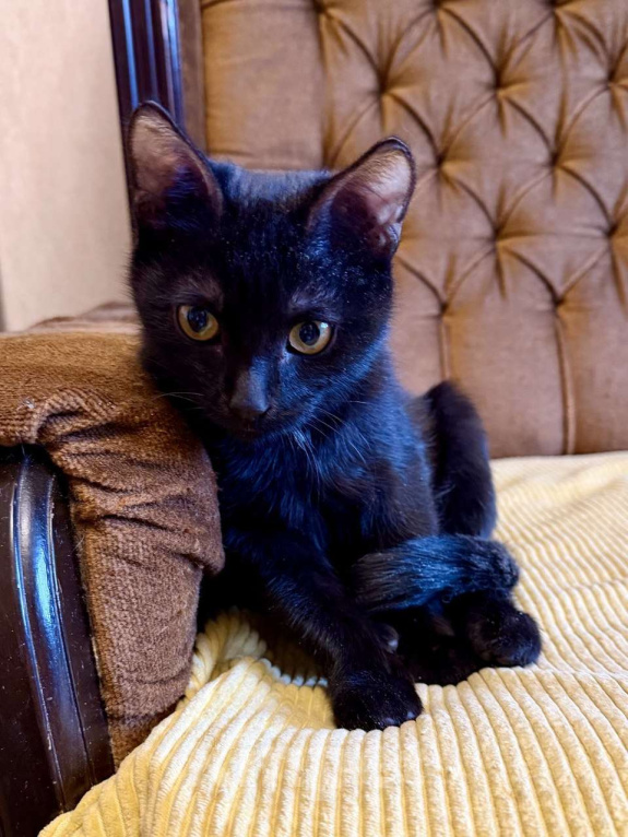 Кошки в Москве: Я очень жду мою маму Мальчик, Бесплатно - фото 7