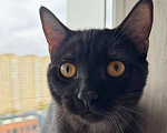 Кошки в Королеве: котенок Шмель ищет дом Девочка, Бесплатно - фото 1