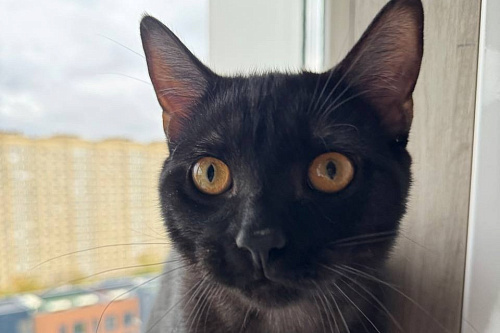 котенок Шмель ищет дом
