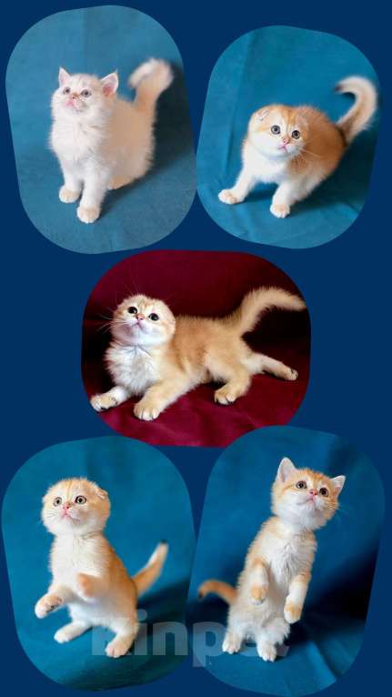 Кошки в Калуге: Шотландские Золотые шиншиллы Разнополые, 60 000 руб. - фото 1