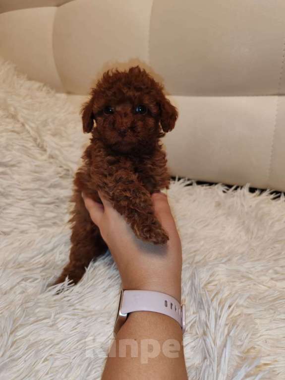 Собаки в Ельце: Щенки той-пуделя Девочка, 60 000 руб. - фото 5