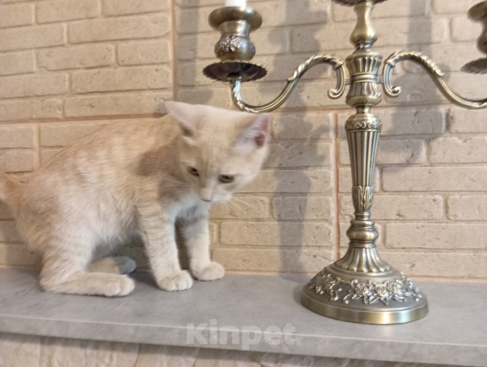 Кошки в Волгограде: Котята в добрые руки и ответственные руки Разнополые, Бесплатно - фото 5