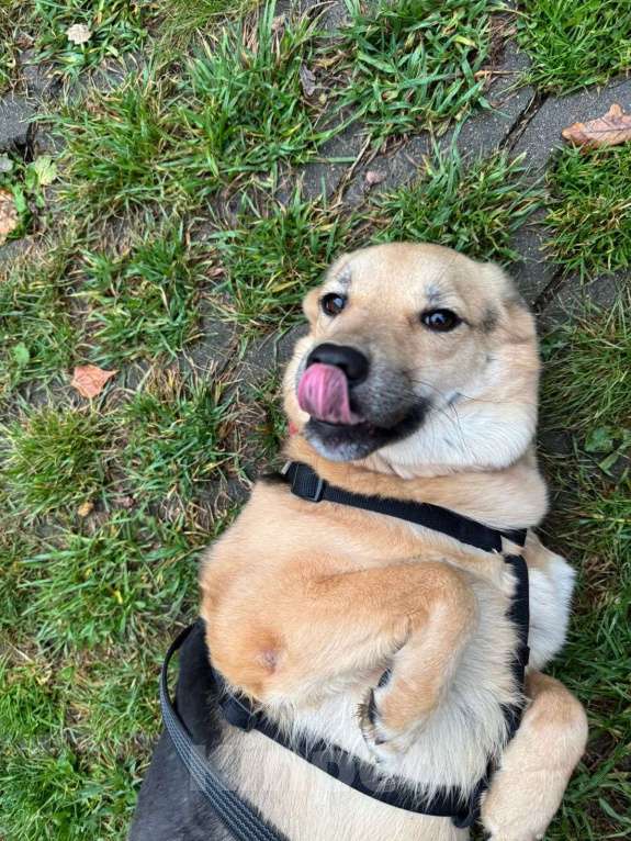 Собаки в Москве: Плюшевая Вики живет и надеется в приюте Девочка, Бесплатно - фото 4