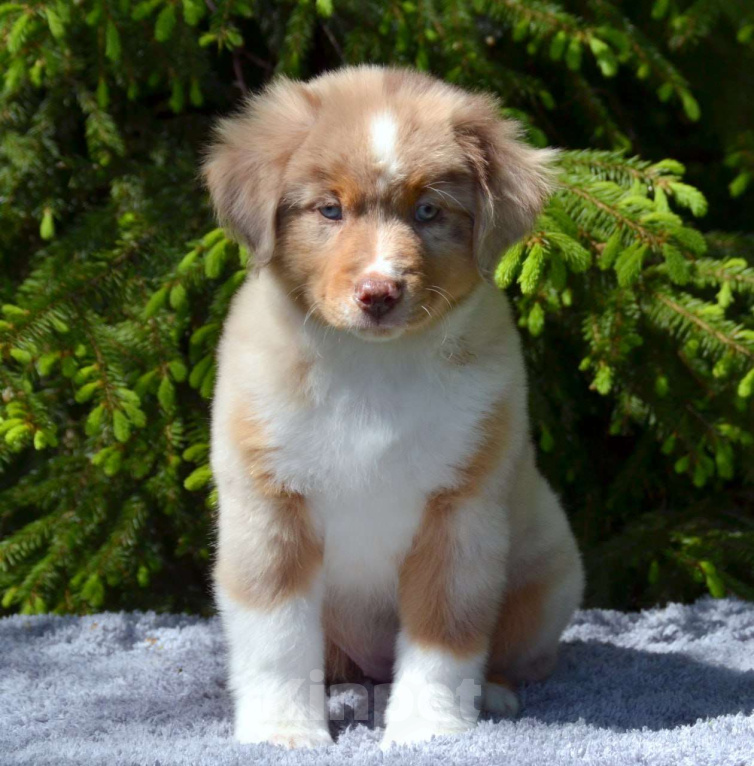 Собаки в Москве: Щенки миниатюрной Американской овчарки  Девочка, 150 000 руб. - фото 2