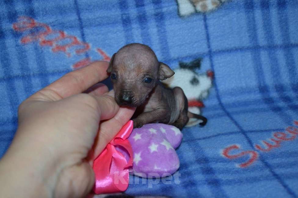 Собаки в Москве: Щенки ксолоитцкуинтли мини Девочка, 50 000 руб. - фото 2