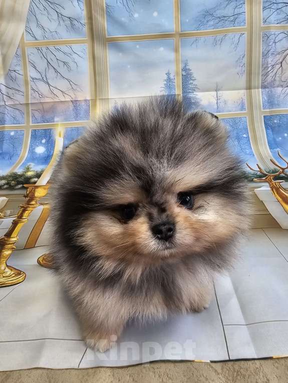 Собаки в Тюмени: Мраморный мальчик Мальчик, Бесплатно - фото 1