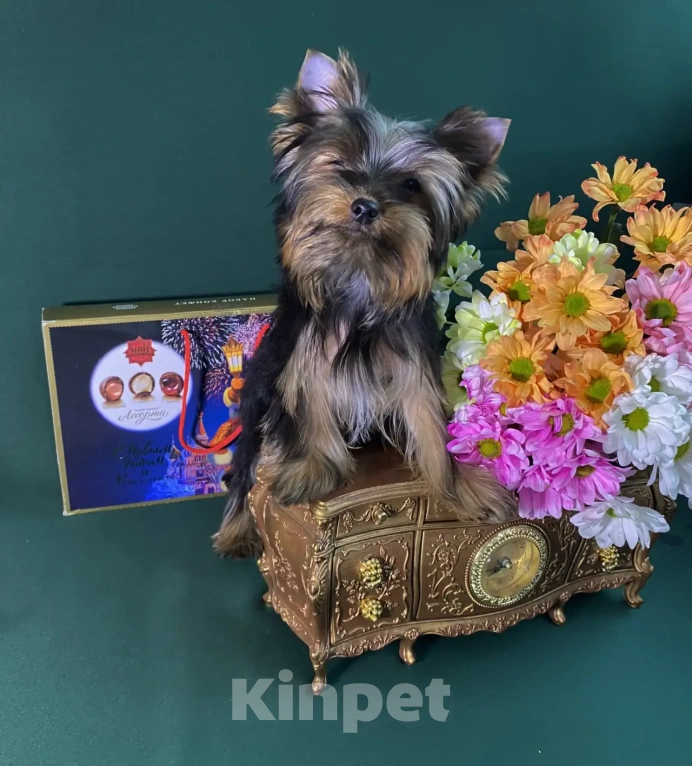 Собаки в Санкт-Петербурге: Продается  Йорк. Девочка Девочка, 50 000 руб. - фото 1