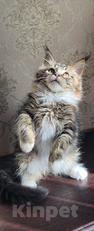 Кошки в Москве: Котята мейн-кун Мальчик, 40 000 руб. - фото 5