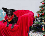 Собаки в Санкт-Петербурге: Рада ищет дом  Девочка, Бесплатно - фото 3