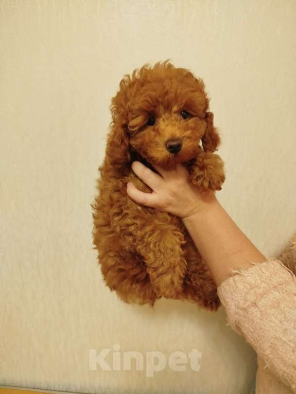 Собаки в Москве: Пудель щенок Девочка, 150 000 руб. - фото 1