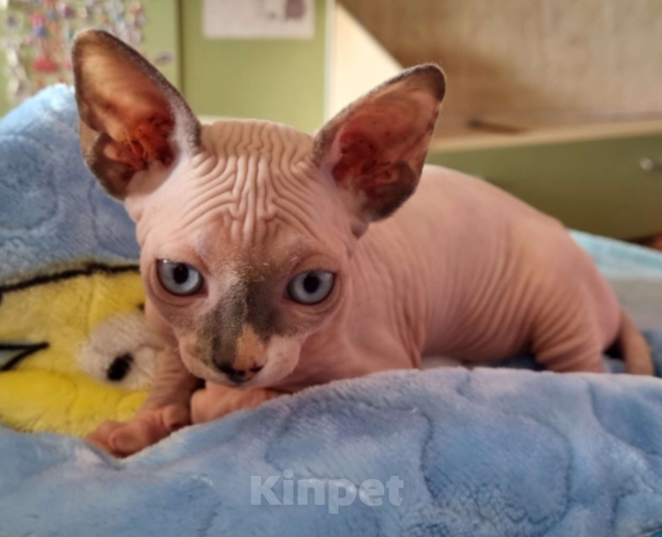 Кошки в Ростове-на-Дону: Канадский сфинкс котенок. Девочка  Девочка, 30 000 руб. - фото 4