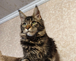 Кошки в Москве: Котёнок Мейн-Кун из питомника Мальчик Мальчик, 37 000 руб. - фото 3