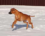 Собаки в Москве: Девочка Родезийского Риджбека Девочка, Бесплатно - фото 10