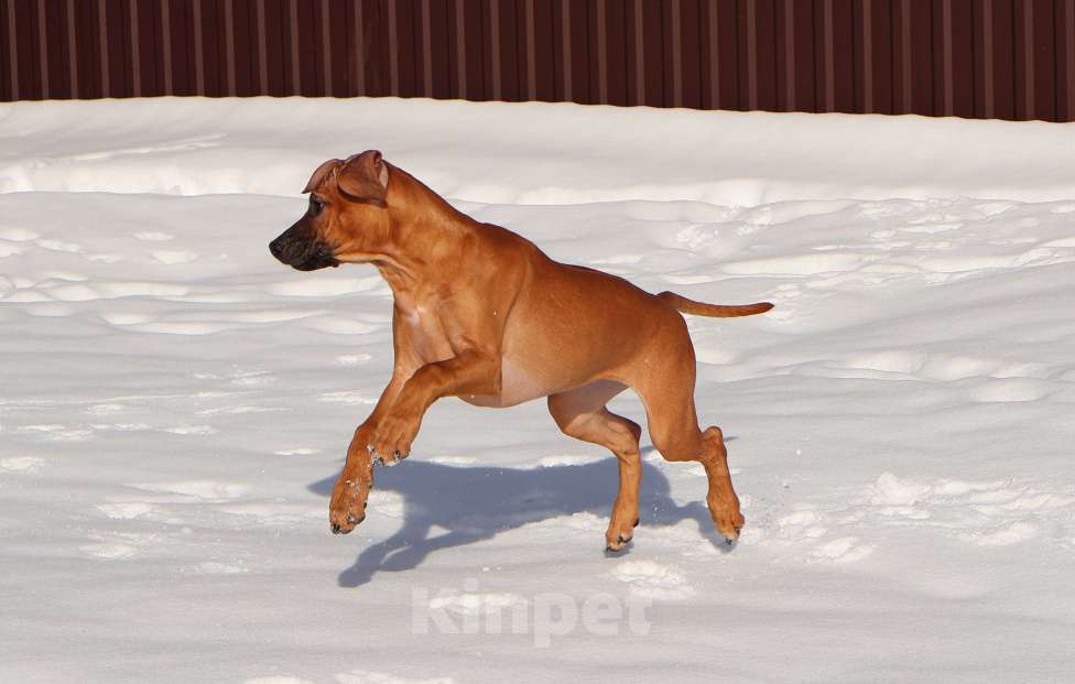 Собаки в Москве: Девочка Родезийского Риджбека Девочка, Бесплатно - фото 10