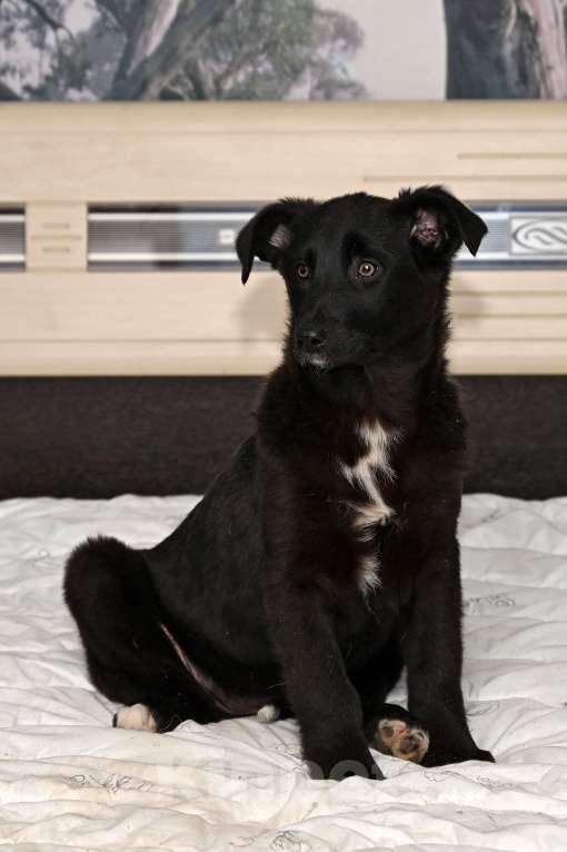 Собаки в других городах Московской области: Марлин  4 мес. Добрая ,игривая, нежная девочка! Ждет своего настоящего Друга! Девочка, 1 000 руб. - фото 2