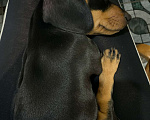 Собаки в Саратове: такса щенок в добрые руки Девочка, Бесплатно - фото 2