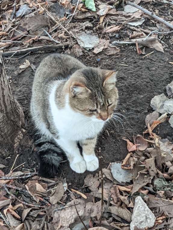 Кошки в Ульяновске: Возьмите ласковую кошечку Девочка, Бесплатно - фото 4