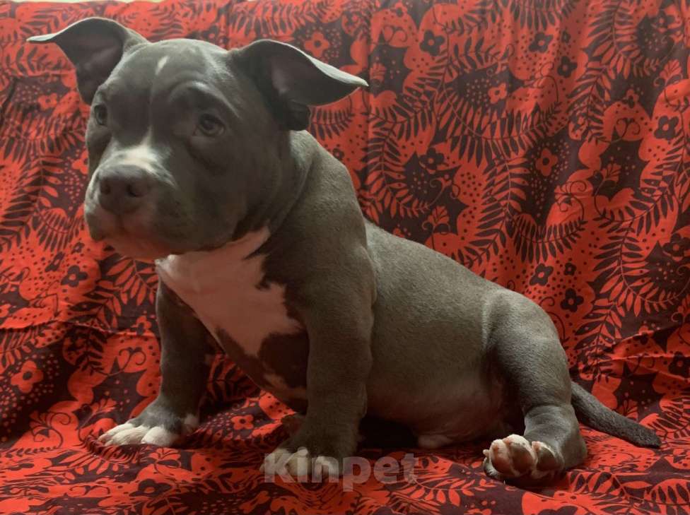 Собаки в Санкт-Петербурге: Микро булли Мальчик, 120 000 руб. - фото 2