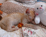 Кошки в Одинцово: Рыжие котята ищут дом!  Мальчик, Бесплатно - фото 7