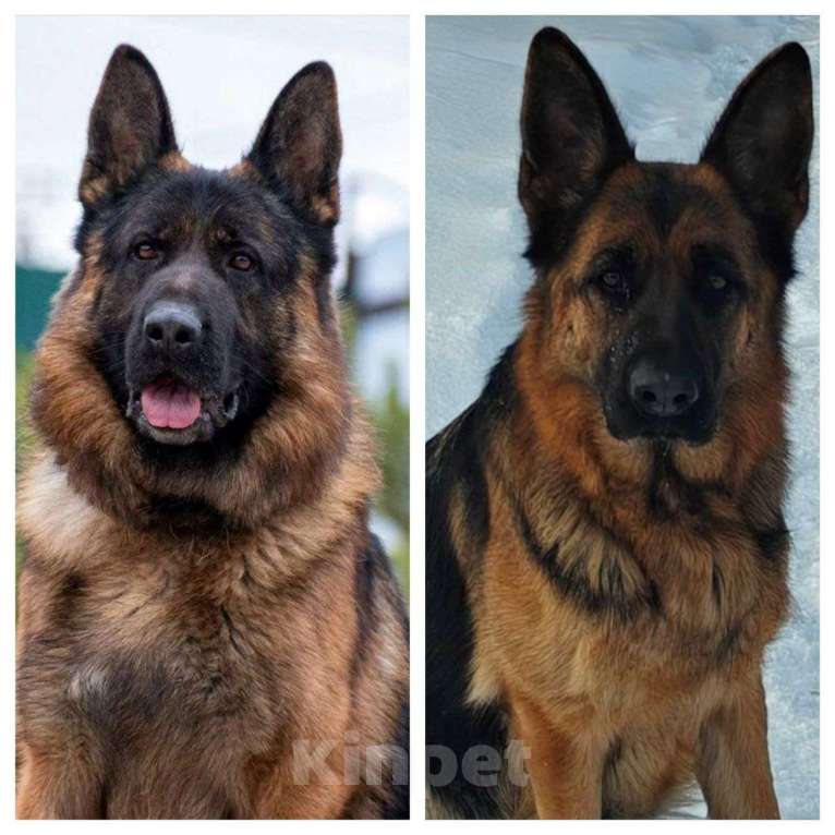 Собаки в Ростове-на-Дону: Щенки немецкой овчарки Девочка, 60 000 руб. - фото 7