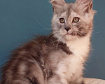Кошки в Сочи: Котята Мейн-кун Разнополые, 40 000 руб. - фото 2
