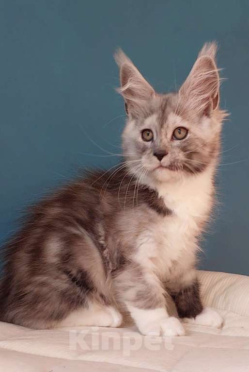 Кошки в Сочи: Котята Мейн-кун Разнополые, 40 000 руб. - фото 2