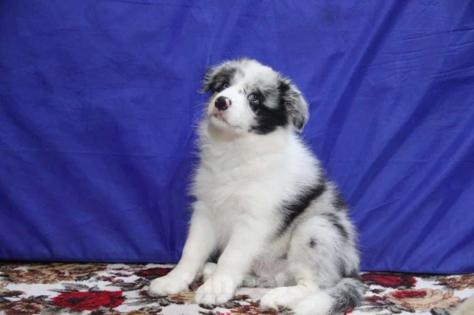 Собаки в Санкт-Петербурге: Щенок бордерколли  Мальчик, Бесплатно - фото 2